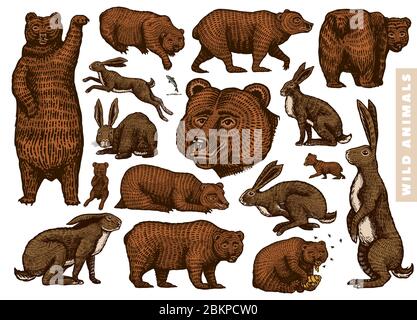 Grizzly bear and hares set. Collection of Rabbits and Brown wild animals in different poses. Forest bunny or coney. Hand drawn engraved old sketch for Stock Vector