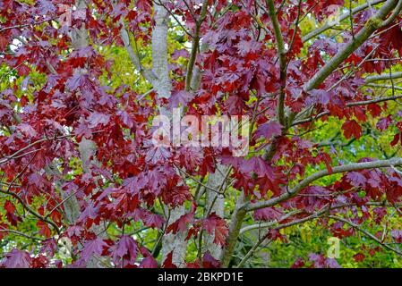 norway maple, crimson king red leaved tree, norfolk, england Stock Photo