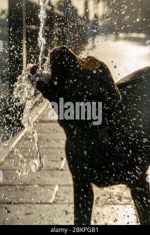 a sunset silhouette of my dog having a drink from a drinking fountain and making a mess of it while on a walk in Marbella, Spain Stock Photo