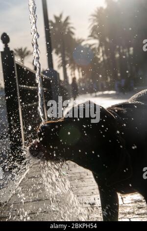 a silhouette of my dog having a drink from a drinking fountain and making a mess of it while on a sunset walk in Marbella, Spain Stock Photo