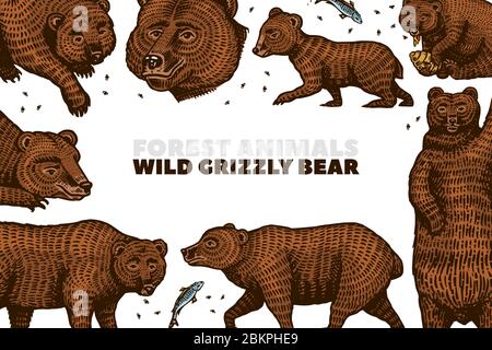 Grizzly bear background. Brown wild animals in different poses. Hand drawn engraved old sketch for T-shirt, cards or banner or poster. Side and front Stock Vector
