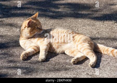 A majestic pet cat is staring at something in the distance. Stock Photo