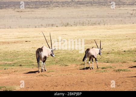 Two Gemsbok or Gemsbuck in South African Game Reserve Stock Photo