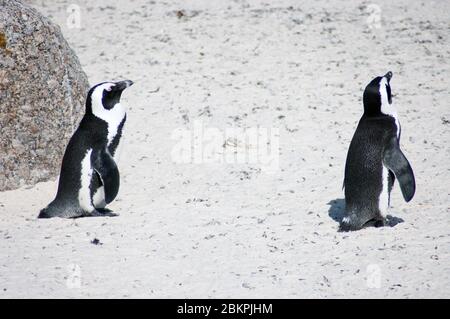 An African penguin (Spheniscus demersus) walking on the Boulders Beach area of South Africa. Boulders Beach is a sheltered beach made up of inlets bet Stock Photo