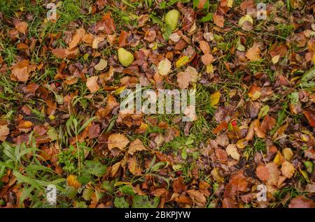 Autumn leaf texture. Colored falling leafs. Autumn leaves lying on the ground. Stock Photo