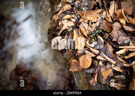 Adult fire salamander moving slowly near water stream in autumnal forest Stock Photo