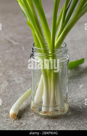 Fresh spring onions in a glass pot with water to keep them fresh close up Stock Photo