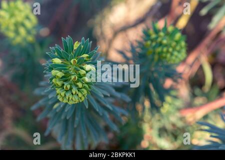 Euphorbia esula, green spurge or leafy spurge small flowers in umbels with basal pair of bright yellow-green petal-like bracts. Green with yellow spri Stock Photo