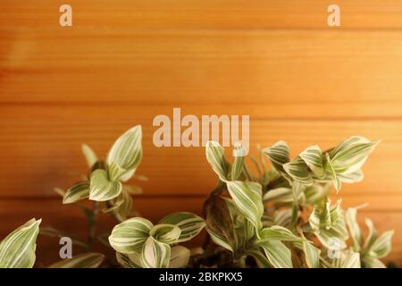 leaves of houseplants on the background of trees wall. Rubber Tree houseplant. Indoor plant against a lacquered wooden wall. Copy space. Home Stock Photo