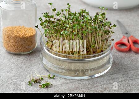Glass bowl with yellow mustard seed sprouts, seed and scissors Stock Photo