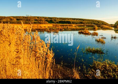 Evening light on mere and reedbeds at Leighton Moss RSPB reserve near Silverdale Lancashire Stock Photo