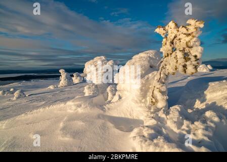 Landscape with snow covered trees in polar forest under sunset