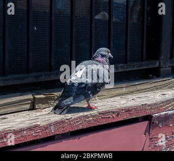 Wood Pigeon; Columba livia Single with Berries; Cornwall; UK Stock ...