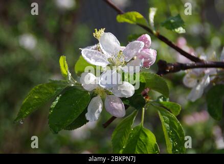 Water drops on an apple bloom after the rain. Macro view of wet fresh fruits flower in orchard. Spring season in the garden. Stock Photo