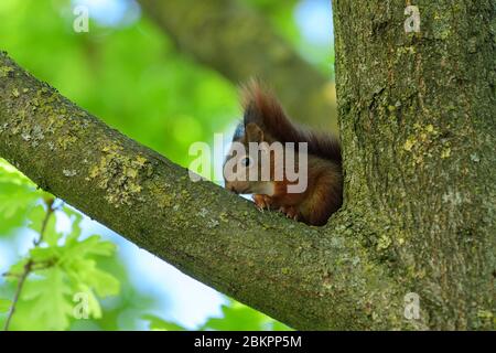 Baby red squirrel in an oak tree on one of its first days out of the nest, investigating its environment Stock Photo