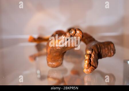 05 May 2020, Saxony-Anhalt, Magdeburg: A replica of the Stone Age man 'Ötzi', who was discovered in the Ötztal Alps in 1991, is on display in the Museum of Natural History in the exhibition 'Ötzi. The Iceman' on a glass plate. The exhibition should have opened on 20 March 2020, but the museum had to close a few days earlier due to the spread of the cronavirus. Since 05 May 2020, the Museum of Natural History is open to visitors again. The Ötzi exhibition can be seen until 28 June 2020. Credit: dpa picture alliance/Alamy Live News Stock Photo