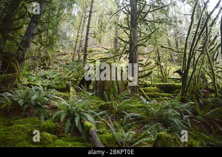 A large western red cedar tree stump, logged decades ago in the temperate rainforest near Harrison Hot Springs, British Columbia, Canada. Stock Photo