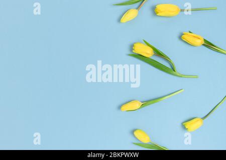 Border frame made of yellow tulip flowers on a blue pastel background. Spring festive template. Stock Photo