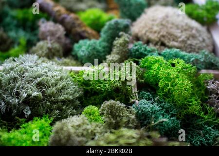 Reindeer moss (lichen), (Cladonia rangiferina Stock Photo - Alamy