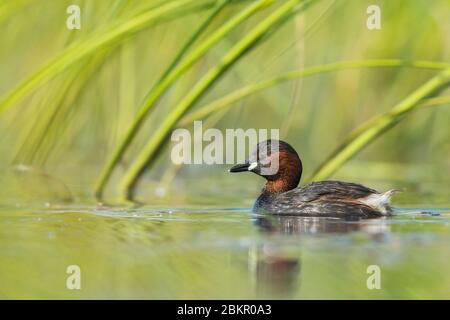A Little grebe (Tachybaptus ruficollis) amongst the reeds in early morning mist Stock Photo
