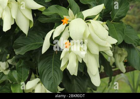 Macro of beautiful yellow Mussaenda flower. White species Mussaenda flower with orange flowers. Mussaenda Don Luz Mag Say Say, Don Tringing, Mussaenda Stock Photo