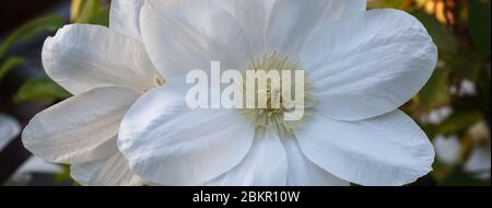 Beautiful white clematis closeup in the garden macro Stock Photo