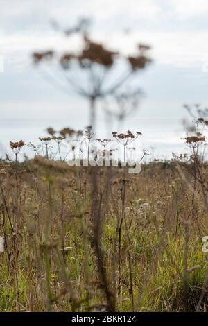 Hogweed seed heads in farmers field, Devon Stock Photo