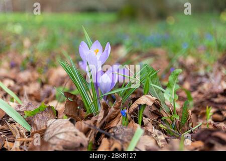 Close up of purple Crocus Tommasinianus flowering amongst dried fallen leaves in an English spring garden, UK Stock Photo