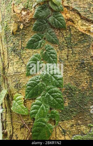 Tropical climbing creeper with dark green leaves grows trunk of a huge tree Ficus Variegata. Creeper parasites on the bark of a tree in a tropical jun Stock Photo