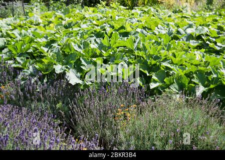 Pollinating insects attracted to the vegetable garden by companion planting lavender close to the squash patch Stock Photo