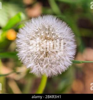 Dandelion seed head (taraxacum officinale), also called dandelion clock due to its round shape, close up in grass Stock Photo