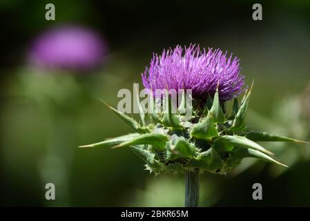 France, Vosges, Moyenmoutier, abbey, abbey church, gardens, Sylibum marianum, flower Stock Photo