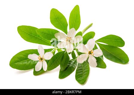 Choisya ternata isolated on white background Stock Photo