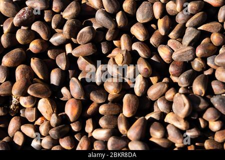 Inshell pine nuts. Cedar nuts. Background Texture. Macro. Stock Photo