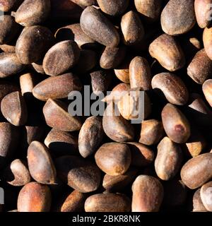Inshell pine nuts. Cedar nuts. Background Texture. Macro. Stock Photo