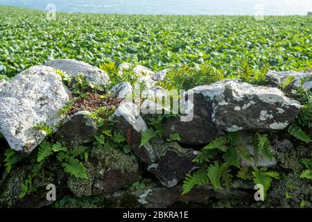Polypody Fern growing in stone wall in South Devon Stock Photo