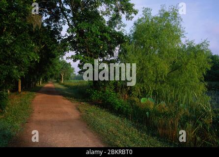 Elm Lake Trail, Brazos Bend State Park, Texas Stock Photo