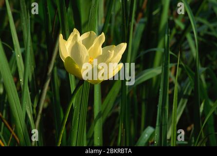 Lily flower at Hale Lake, Brazos Bend State Park, Texas Stock Photo