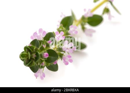 thyme with flowers isolated on white background Stock Photo