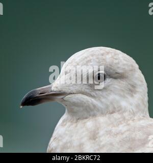 Iceland Gull (Larus glaucoides), portrait of a juvenile (first winter) in Newlyn harbour, Cornwall, England, UK. Stock Photo