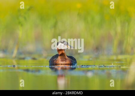 A Red-necked Grebe (Podiceps grisegena) in breeding plumage Stock Photo