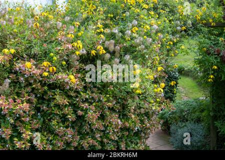 Clematis tangutica, Golden Clematis, autumn Stock Photo