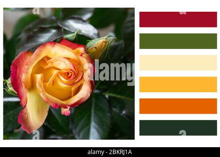 Close up of blossom rose in a colour palette, with complimentary colour swatches Stock Photo