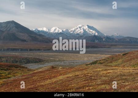 Colorful fall tundra with a distant view of Mount Denali-McKinley in the background in Alaska Stock Photo