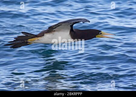 Brown booby (Sula leucogaster) flying narrowly over sea water of the Atlantic Ocean Stock Photo