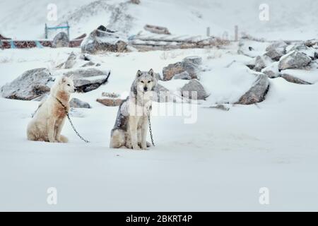 Two sled dogs chained sitting in snowy weather in Ilulissat Greenland Stock Photo