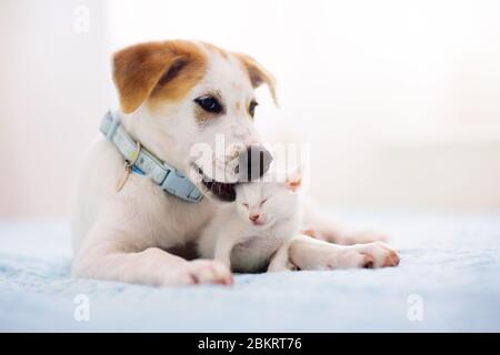 Cat and dog sleeping together. Kitten and puppy taking nap. Home pets. Animal care. Love and friendship. Domestic animals. Stock Photo