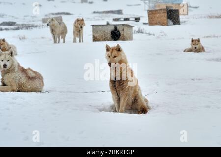 Chained orange brown sled dog looking fierce Stock Photo