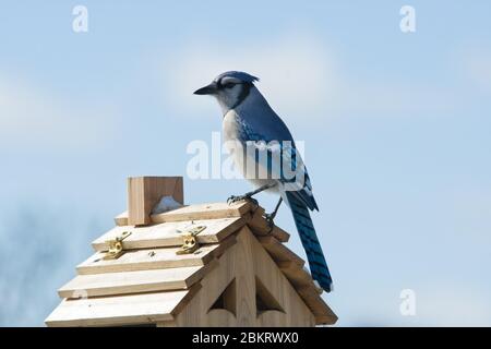 Beautiful Blue Jay, Cyanocitta cristata, sitting on top of a bird feeder on a cold winter day Stock Photo
