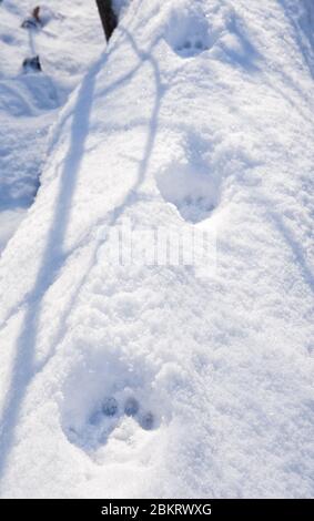 Bobcat prints in deep snow on top of a large fallen tree trunk Stock Photo